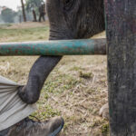 2024-10 - Népal - J11 - Parc National de Chitwan - 113